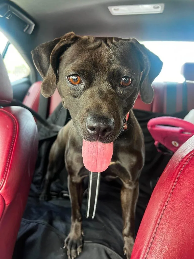 A young medium-sized female Labrador Retriever dog named Addie Mae Lynn for adoption in East Ridge, TN