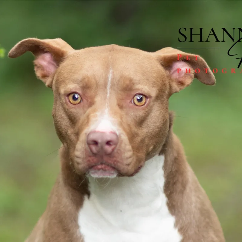 A young medium-sized female Red / Chestnut / Orange American Staffordshire Terrier dog named Mckenzie for adoption in Milledgeville, GA