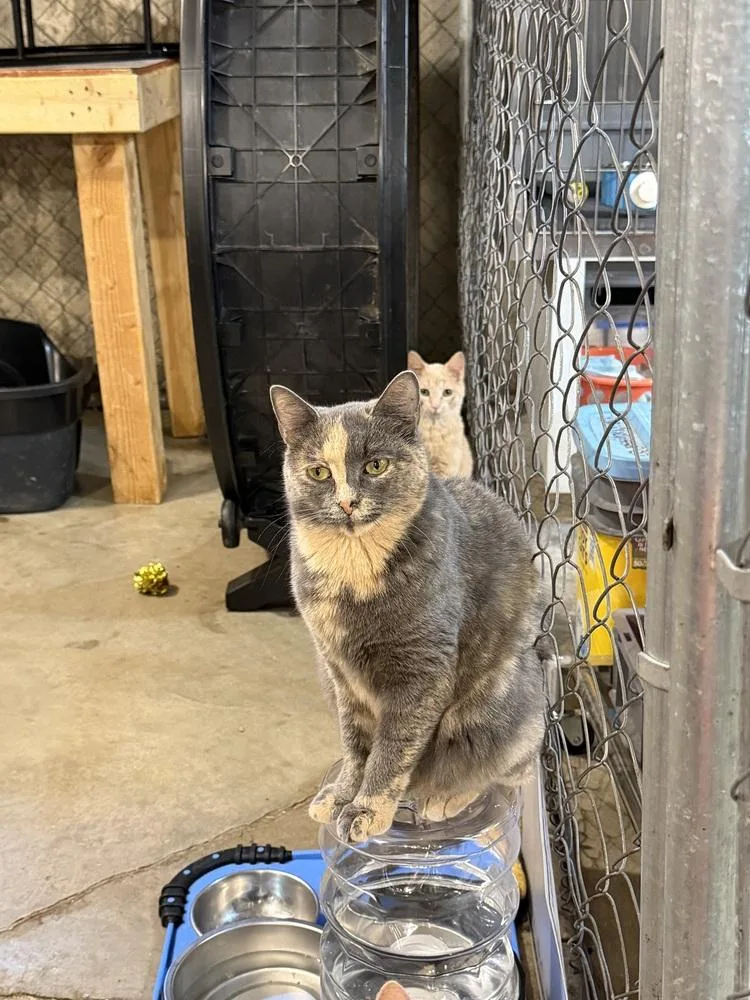 An adult medium-sized female Gray & White Domestic Short Hair cat named Creme Brulee for adoption in Bolton, CT
