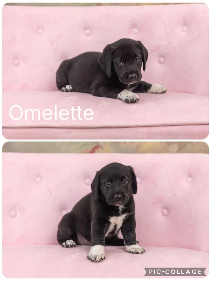 A baby medium-sized female Beagle dog named Omelette for adoption in Enterprise, AL