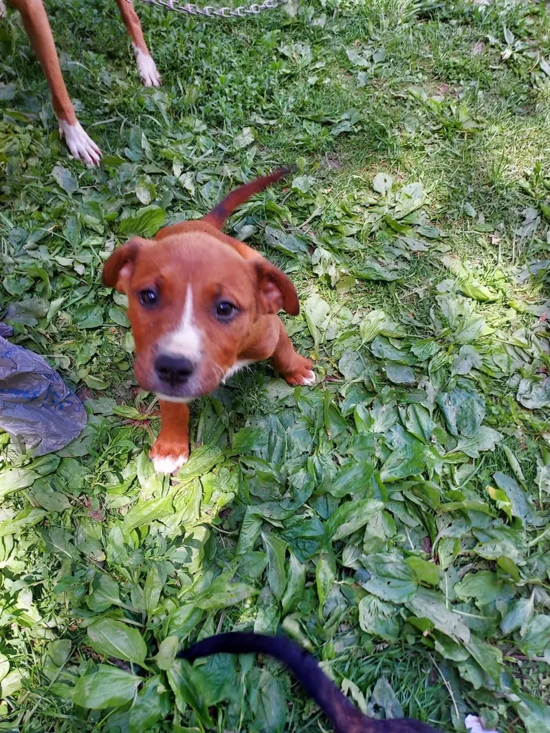 A baby medium-sized female Bicolor Mixed Breed dog named Dame Dithers Delaney for adoption in Plainfield, IN