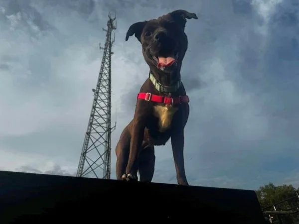 An adult medium-sized female Labrador Retriever dog named Adira for adoption in Millersville, MD
