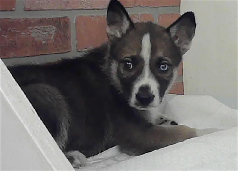 A baby small-sized male German Shepherd Dog dog named Remy for adoption in Houston, TX