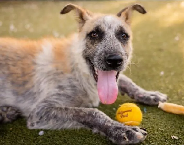 A young large-sized male Mixed Breed dog named Argos for adoption in Austin, TX