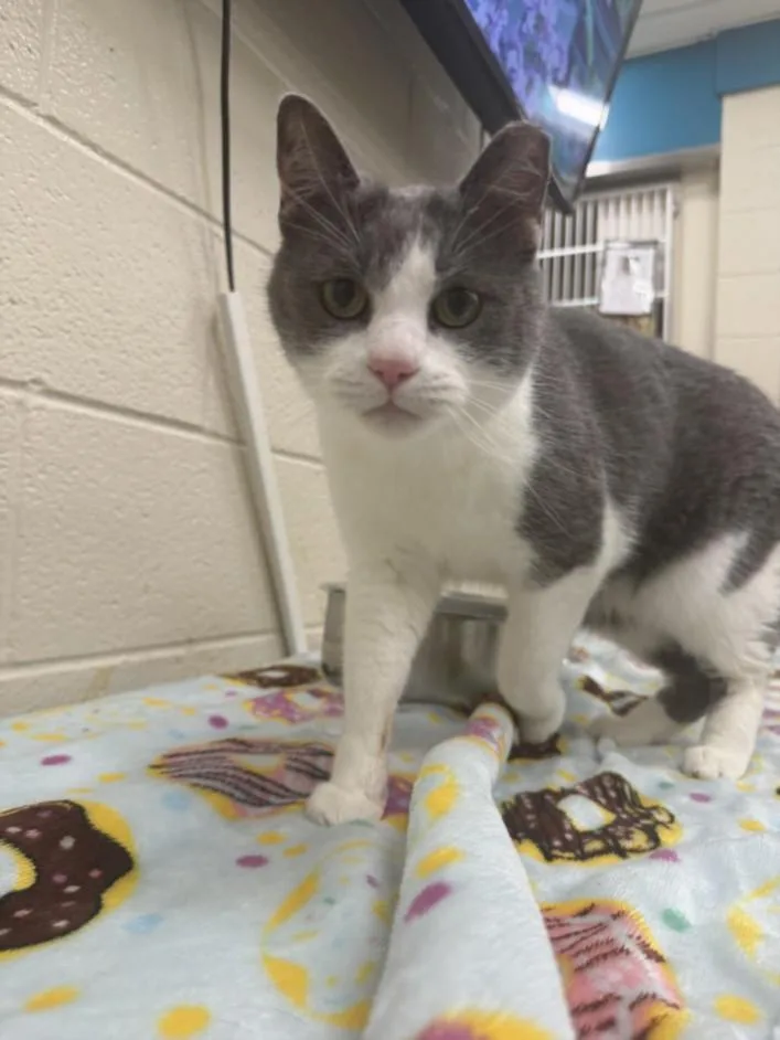 An adult medium-sized male Domestic Short Hair cat named Carlos for adoption in Hagerstown, MD