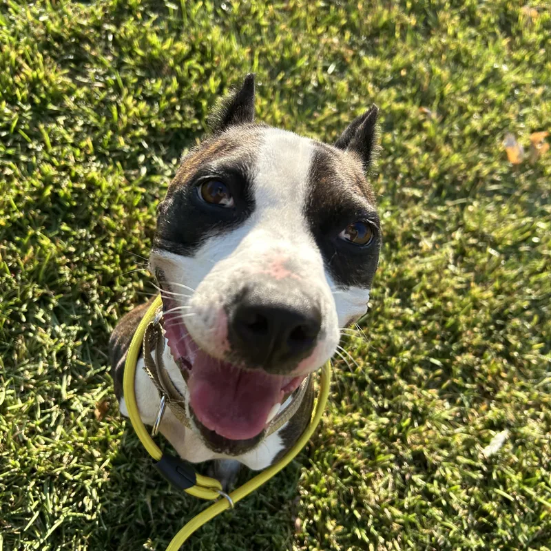 An adult medium-sized female Boxer dog named Foxy for adoption in Pearland, TX