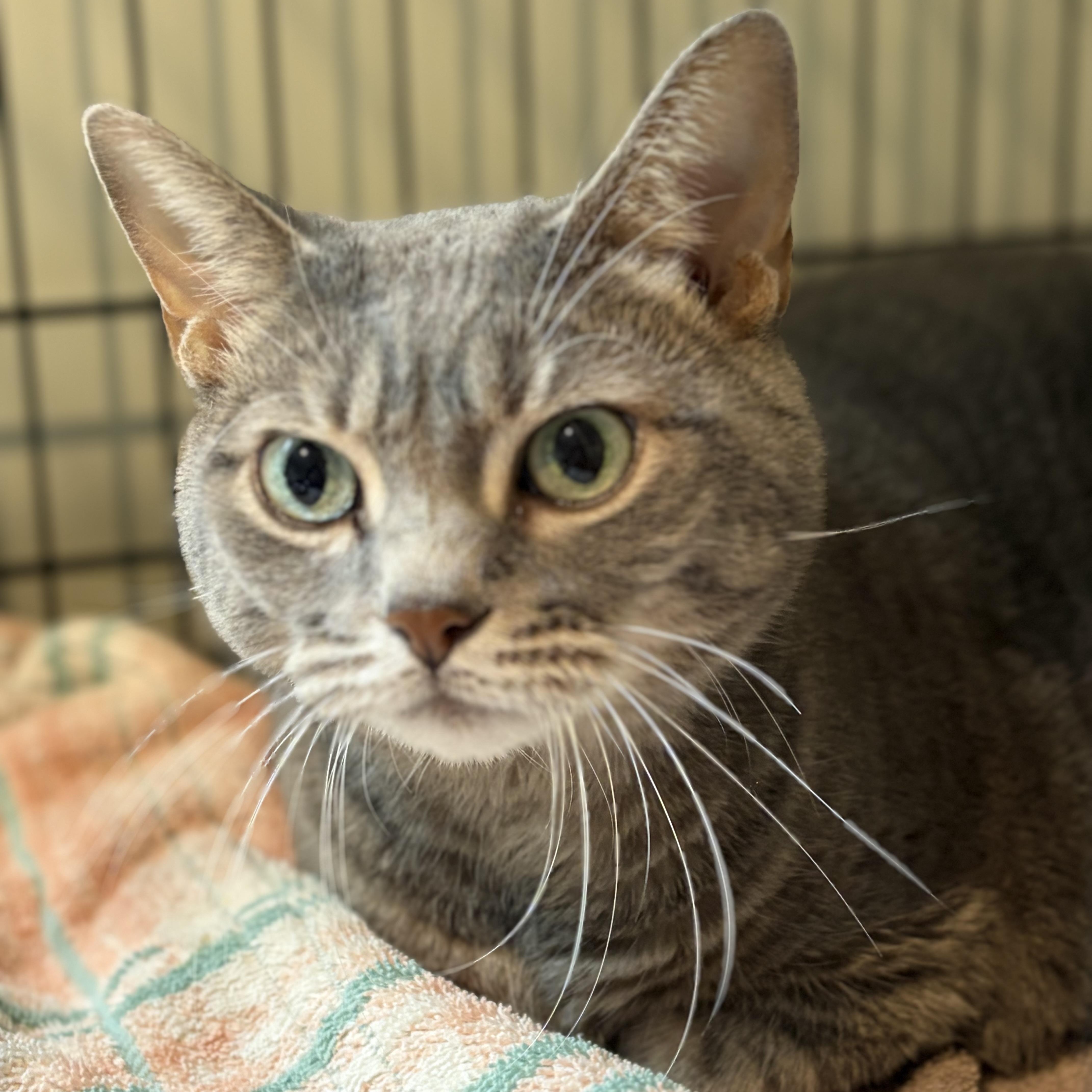 An adult large-sized female Tabby (Gray / Blue / Silver) Domestic Short Hair cat named Lola for adoption in Southold, NY