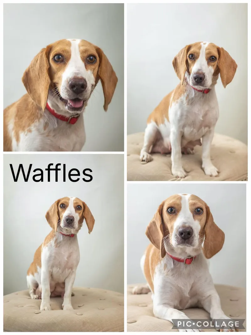 A young medium-sized female Beagle dog named Waffles for adoption in Enterprise, AL