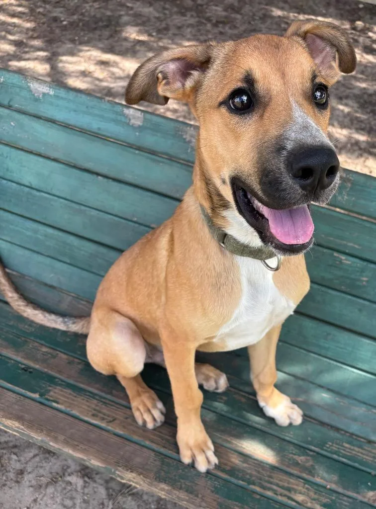 A young medium-sized male Mixed Breed dog named Ruston for adoption in Ocala, FL