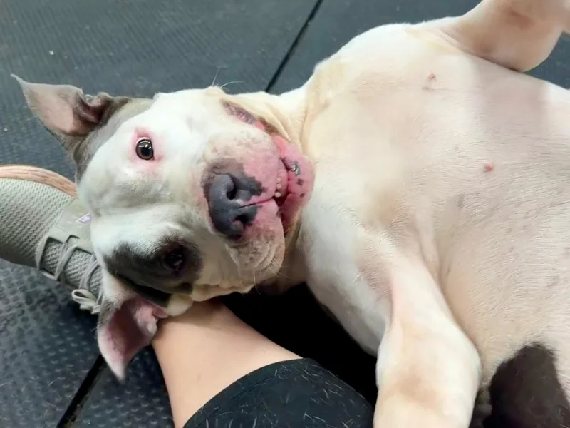 A senior large-sized male White / Cream Pit Bull Terrier dog named Daddio for adoption in Vernon Hills, IL