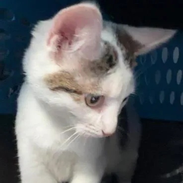 A baby small-sized female White Domestic Short Hair cat named Sassy for adoption in New Fairfield, CT