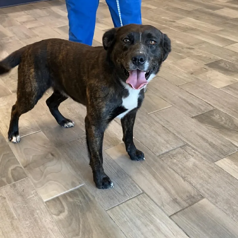 An adult large-sized male Brindle Shepherd dog named Roscoe for adoption in Nevada, MO