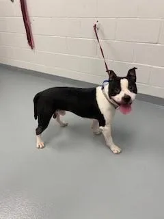 A young large-sized male Pit Bull Terrier dog named Jake for adoption in Saint Cloud, FL