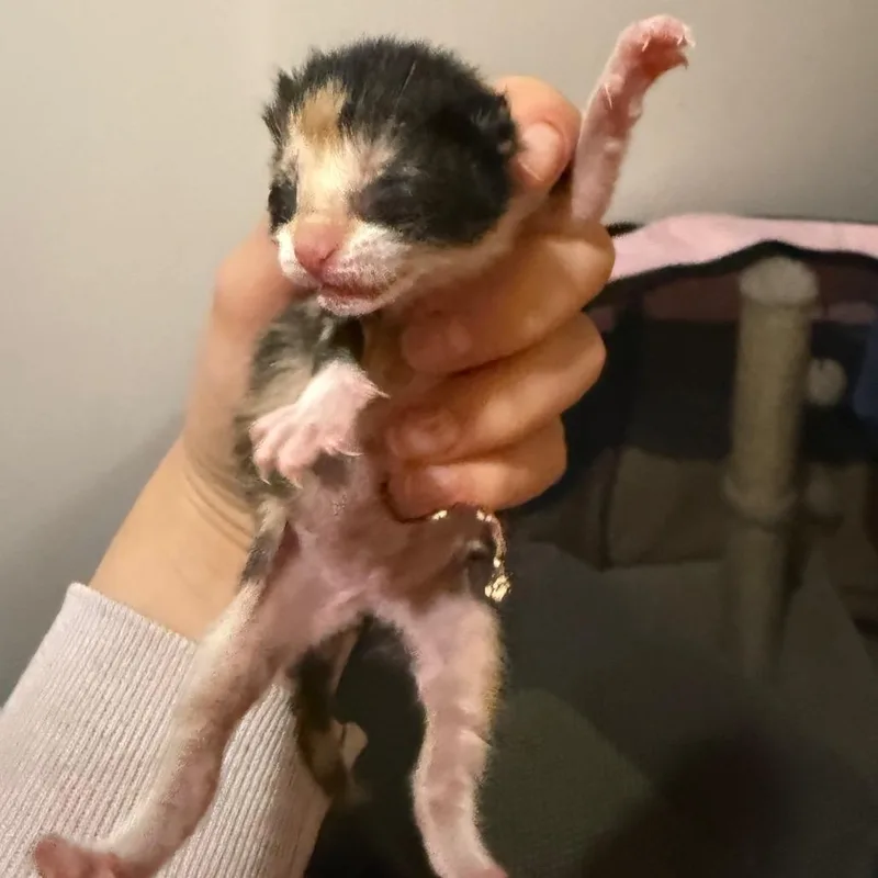 A baby small-sized female Calico Domestic Short Hair cat named Pantaloons for adoption in Chaska, MN