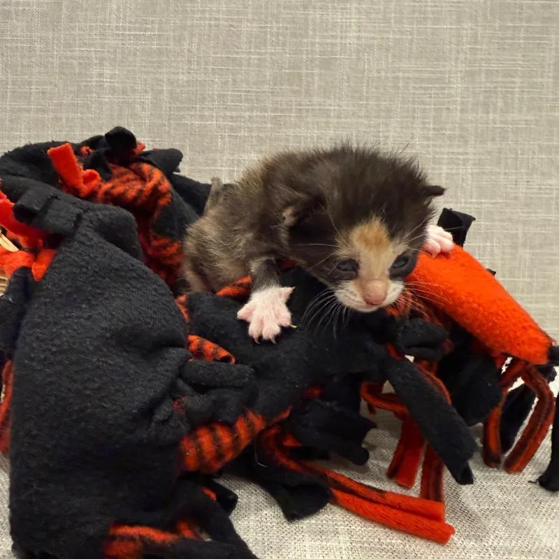 Pantaloons thumbnail 4