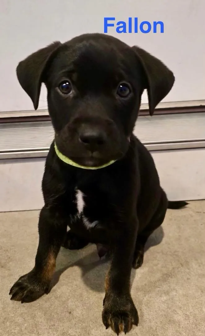 A baby medium-sized male Black Retriever dog named Fallon for adoption in Pawleys Island, SC