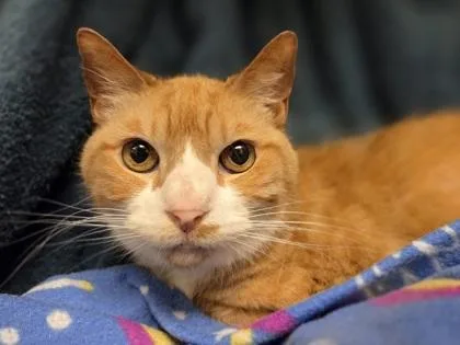 An adult medium-sized female Domestic Short Hair cat named Sophia for adoption in Westland, MI