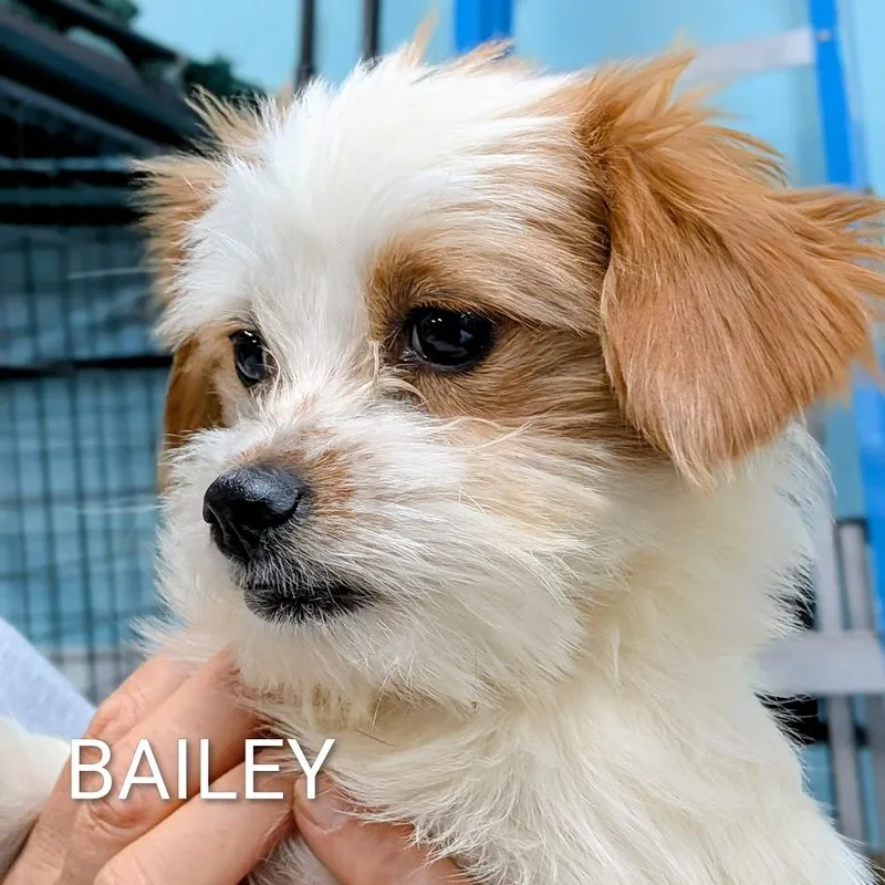 A young small-sized female Shih Tzu dog named Bailey for adoption in St. George, UT