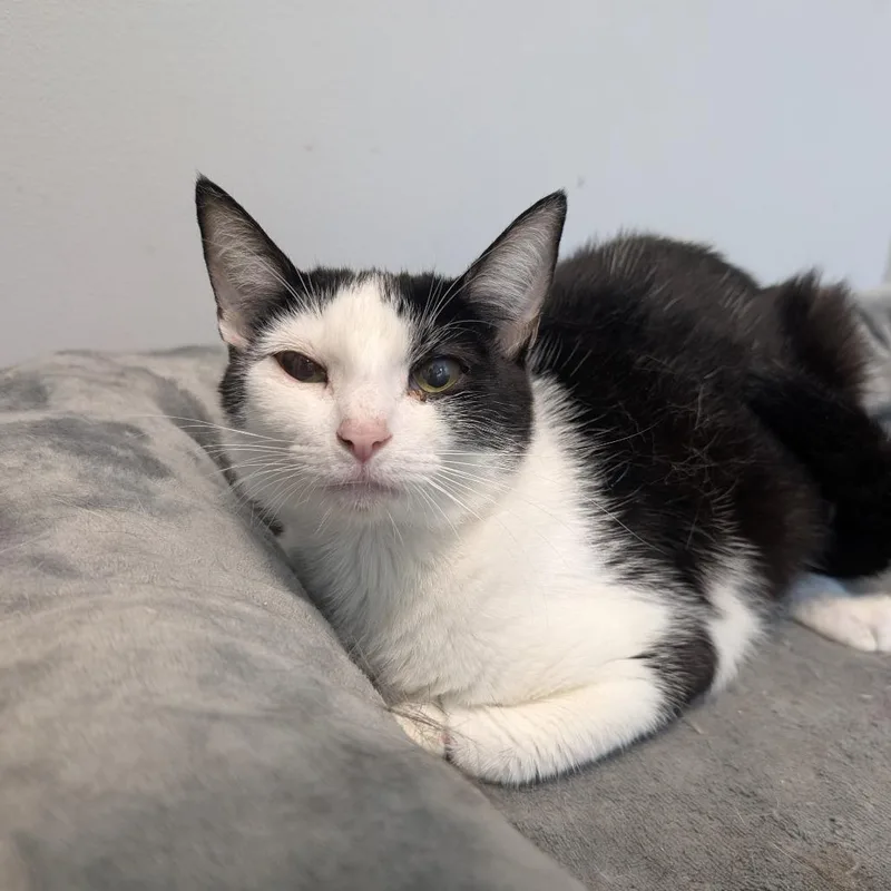 A young medium-sized female Black Domestic Short Hair cat named Fallon for adoption in Watertown, NY