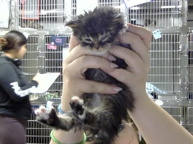 A baby small-sized female Domestic Short Hair cat named A for adoption in Pasadena, TX