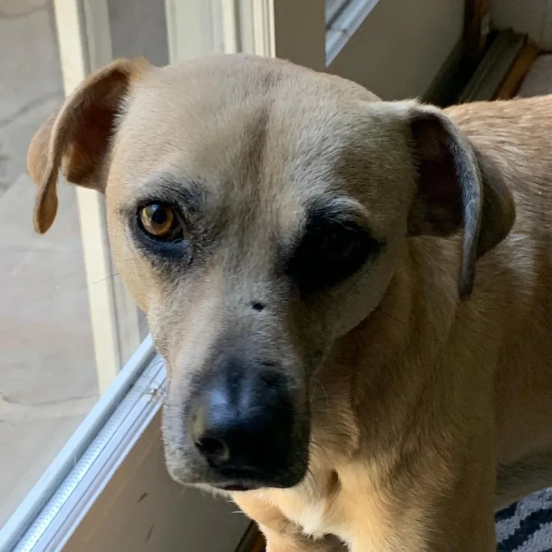 A senior medium-sized female Yellow / Tan / Blond / Fawn Shepherd dog named Hunny for adoption in Alexandria, VA