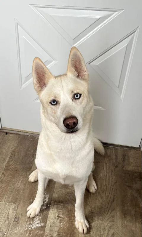 A young medium-sized female Siberian Husky dog named Muneca for adoption in Genoa, IL