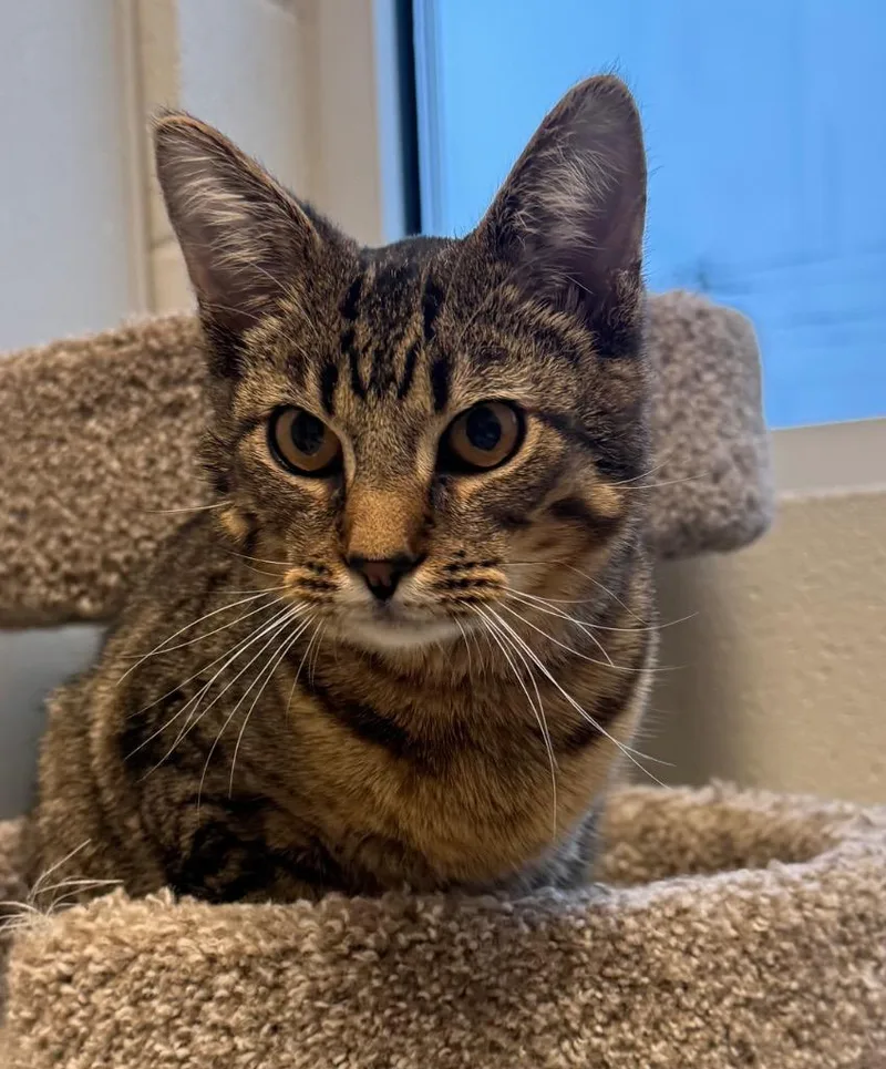 A young small-sized male Domestic Short Hair cat named Tiger for adoption in Dalton, GA