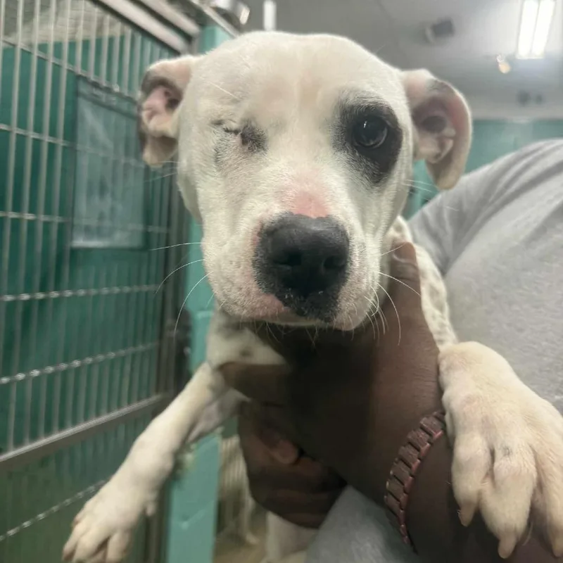 An adult medium-sized female White / Cream Terrier dog named Leela for adoption in LaGrange, GA