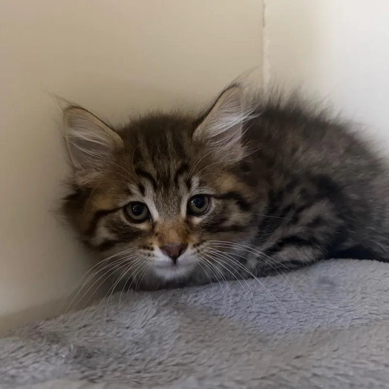 A baby small-sized female Brown / Chocolate Domestic Medium Hair cat named Peanut for adoption in Spanish Fork, UT