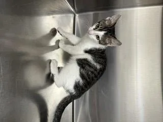 A baby small-sized male Domestic Short Hair cat named Frog for adoption in Norco, CA