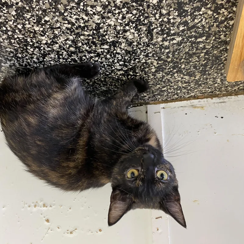 A young small-sized female Dilute Tortoiseshell Tortoiseshell cat named Clothilde for adoption in McKenzie, TN