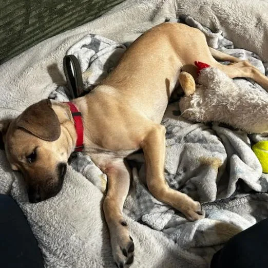 A baby small-sized male Mixed Breed dog named Milo for adoption in Mission Hills, CA