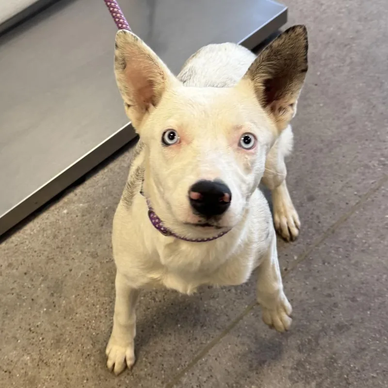 A young medium-sized female White / Cream Mixed Breed dog named Sky for adoption in Las Cruces, NM