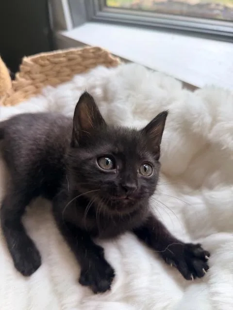 A baby medium-sized female Domestic Short Hair cat named Clover for adoption in Johnson City, TN