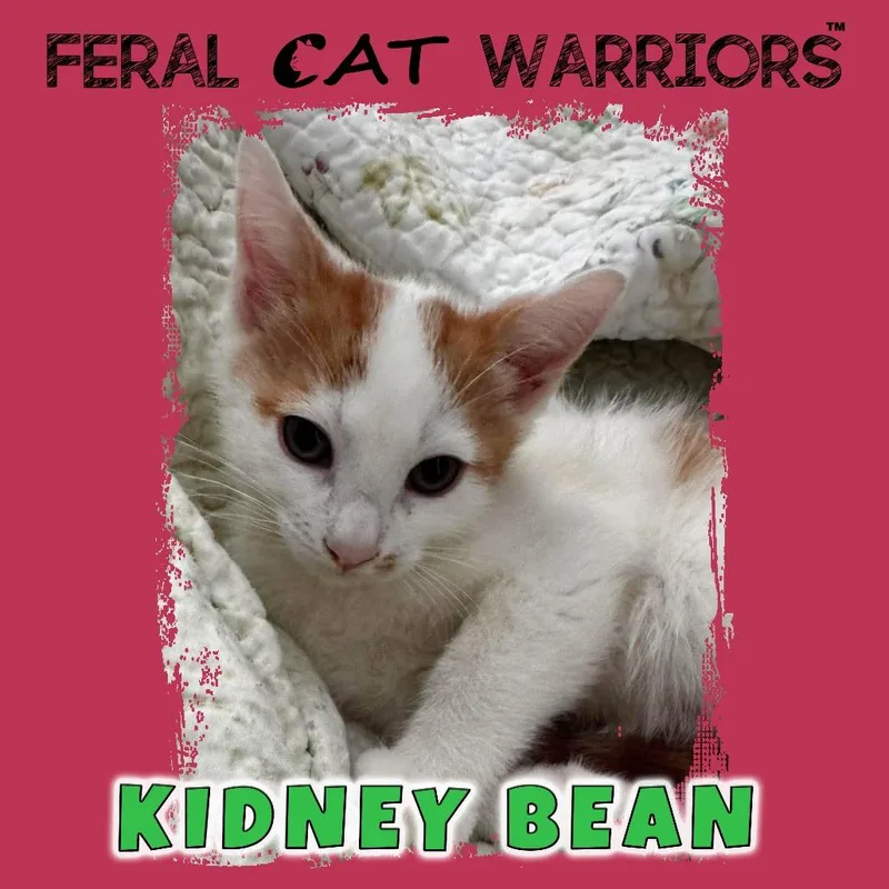 Kidney Bean