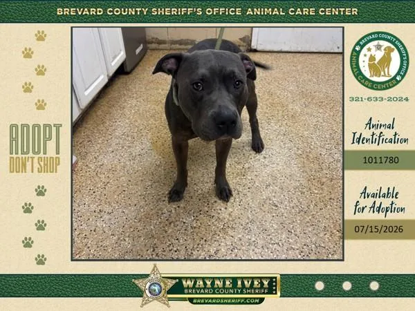 An adult large-sized male Mixed Breed dog named Skirt Steak for adoption in Melbourne, FL