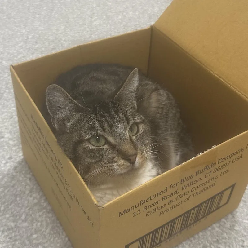 An adult medium-sized female Brown / Chocolate Domestic Short Hair cat named Amazon for adoption in Kanab, UT
