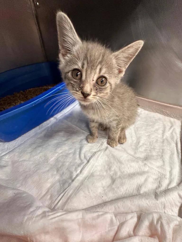 A baby small-sized female Domestic Short Hair cat named Lyra for adoption in Sidney, NY