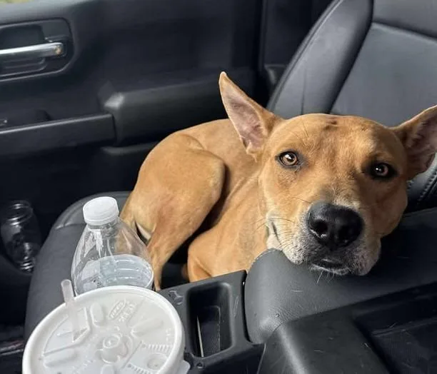 Raider Q thumbnail 3