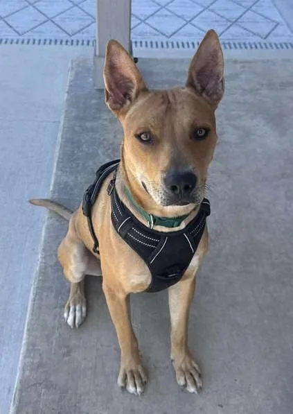 Raider Q thumbnail 4