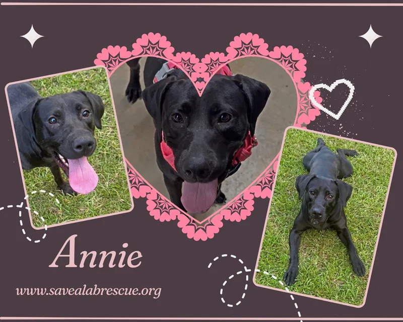 An adult medium-sized female Black Labrador Retriever dog named Annie for adoption in Middletown, RI