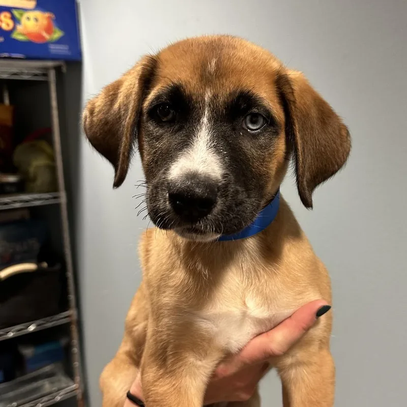 A baby small-sized male Brown / Chocolate Mixed Breed dog named Bowie for adoption in Chattanooga, TN