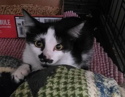 A baby small-sized female Domestic Short Hair cat named Melanie for adoption in Clinton, MO
