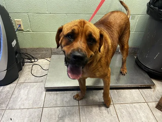 An adult extra large-sized male Mastiff dog named King for adoption in Grand Prairie, TX