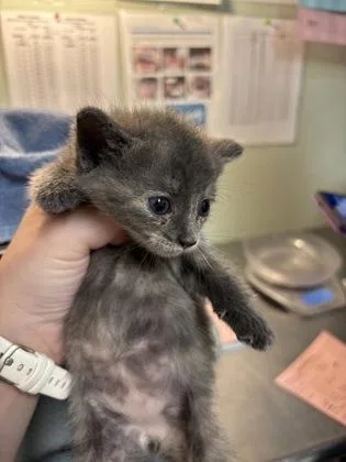 A baby medium-sized female Domestic Short Hair cat named Frieren for adoption in Picayune, MS