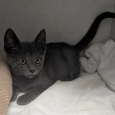 A baby small-sized male Gray / Blue / Silver Domestic Short Hair cat named Storm for adoption in Dayton, OH