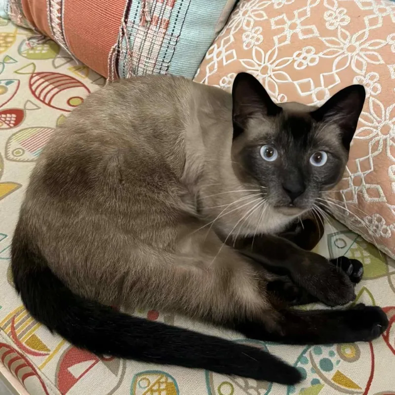 An adult medium-sized male Seal Point Siamese cat named Dunny for adoption in Wichita, KS