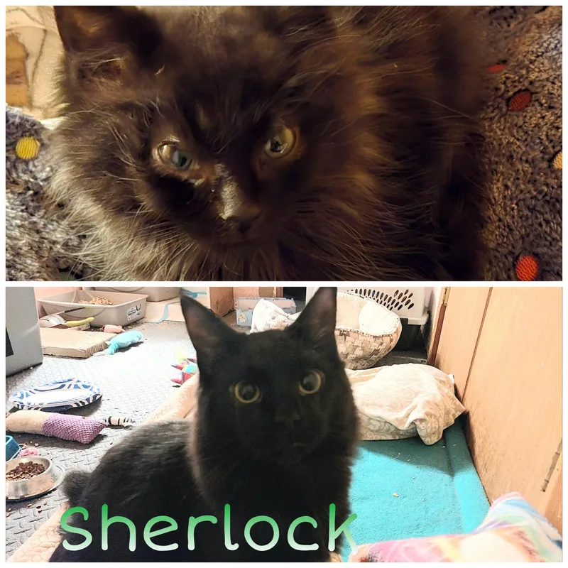 A young medium-sized male Black Domestic Short Hair cat named Sherlock  Hercule  for adoption in Louisville, KY