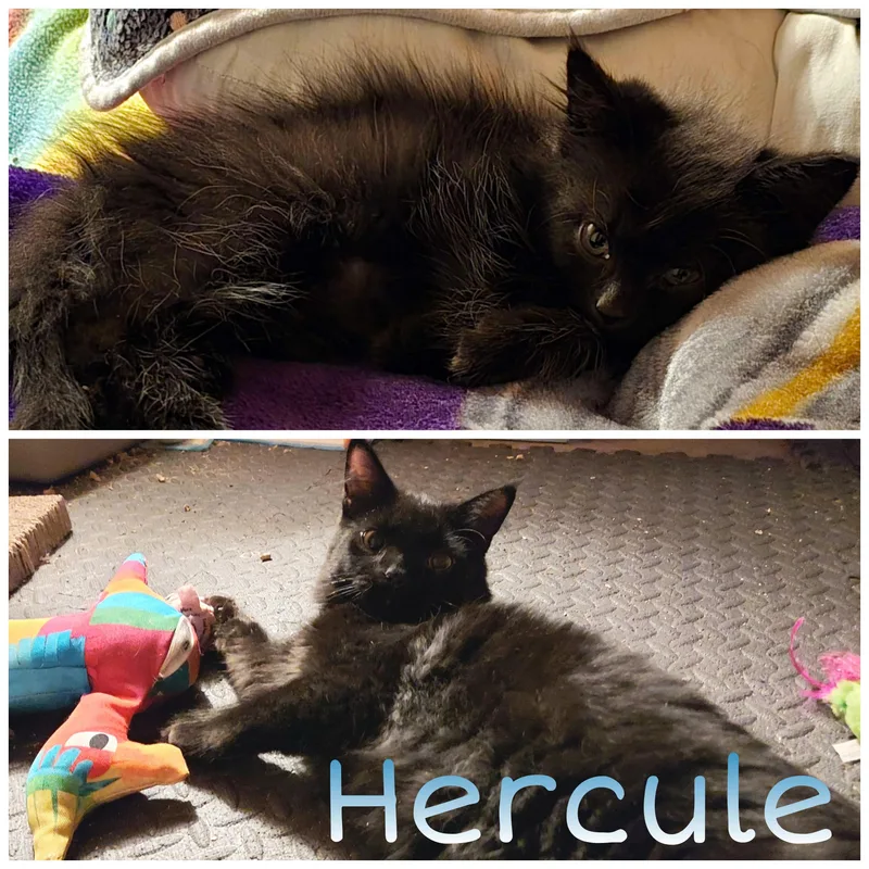 Sherlock  Hercule  thumbnail 2