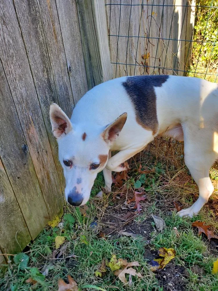 A senior medium-sized male Terrier dog named Ranger for adoption in Pottstown, PA